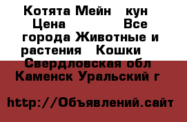 Котята Мейн - кун › Цена ­ 19 000 - Все города Животные и растения » Кошки   . Свердловская обл.,Каменск-Уральский г.